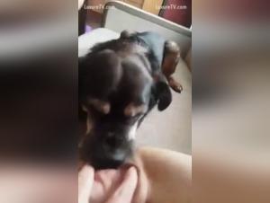 femefun dog sex orgasm