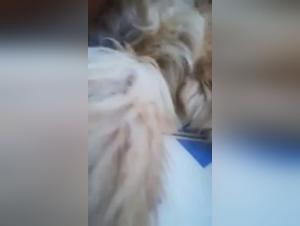 Extreme dog sex video