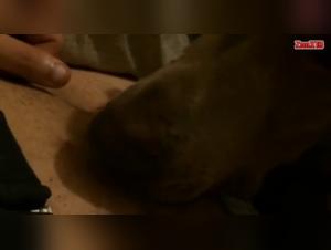 bestialitysex dog fucked