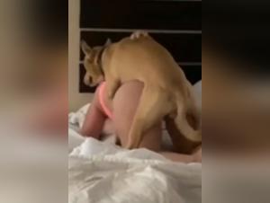 The flesh and animality meet in the creative fantasies of Beastiegals