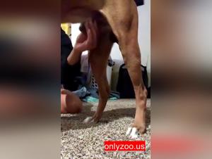 Zoophile Meaning: Beyond the Surface