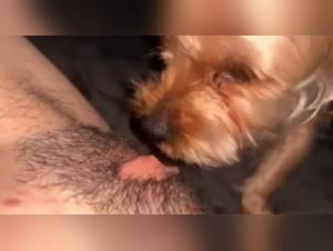 dog sex with girl