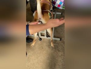 Scène de Pénétration Intense et Sexe avec Chien