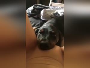 Extreme dog sex scenes