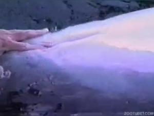 A bestial and forbidden encounter