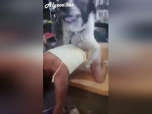 Get out of the ordinary, raw enjoyment with domestic animal