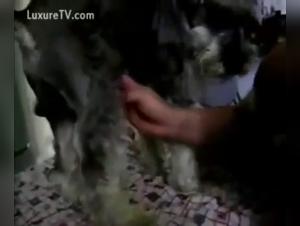 Zoophilia video: discover the extreme