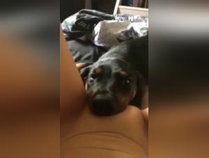 Harte Bestialitatsszene: Hund und Herrin