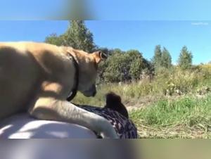 Bestiality sex video: mature woman and dog