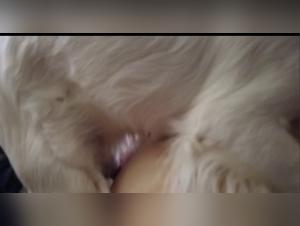 Potenza grezza, sottomissione felina, esperienze di animali estremi