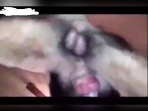 Hard and Bestial Scenes