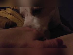 Discover extreme sex with our Dog sex videos