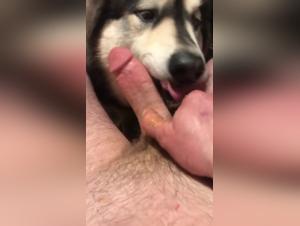 Bestiality sex video: experience the extreme