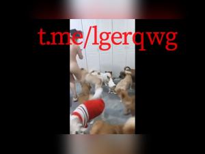 Dog sex video: don't miss this shocking scene