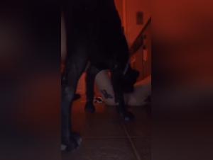 A video of extreme bestiality