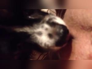 Discover the Ecstasy of Zoophilia