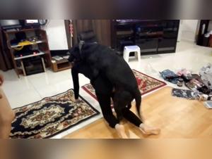 Authentic and exciting zoophilia videos