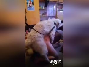 Bestialita selvaggia, EroticismPornrocks animale