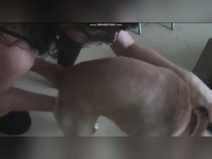 Confini oltrepassati: un'esplorazione sulfurea dell'intenso sesso canino.