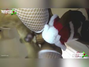 Bestiality sex video with dog