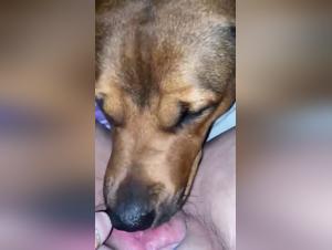 An extreme bestiality sex video