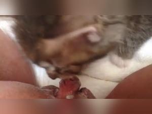 Watch This Slut Get Fucked By A Dog