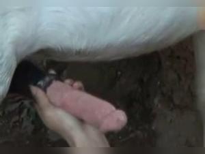 An Extreme Bestiality Experience