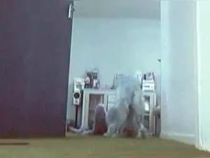 Zoophilia video: discover the forbidden