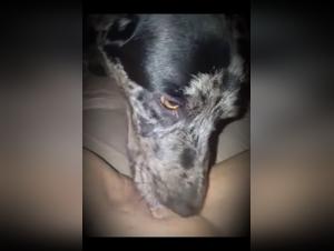 A Dirty Slut Sucks Dog Dick