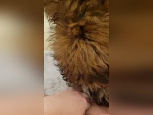 Savage Cum: Der Hund peitscht den haarigen Korper der Schlampe
