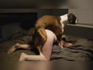 Experience the Thrill of Dog Sex Videos