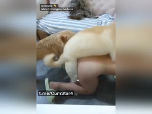 Skrupellose Hunde, eine Frau am Rande der Folter - eine zoophile Holle ohne Grenzen