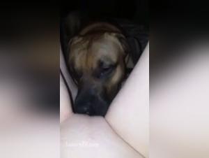 Bestiality video: Discover dog sex