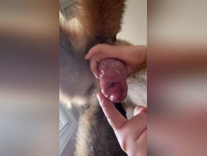 Bestial Double Penetration: Canine Frustration and Violent Ejaculation