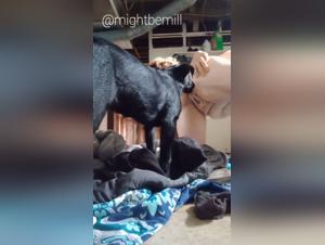 Pornfay Unleashes Raw Desire