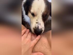 Hundeherrschaft, verschlimmerte tierische Impulse