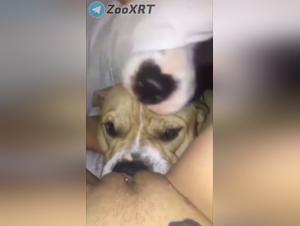 Feline submission, insatiable canine desire