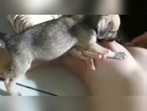 Dog sex video: a woman and a dog in a shocking scene