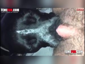 Dog Sex Video: An Exciting and Shocking Experience