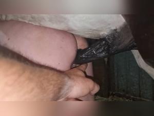 Asian Pussy Eaters with Dogs and Jealous Wives