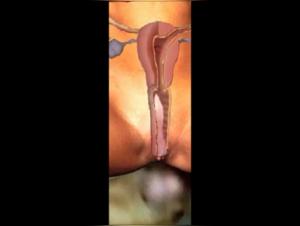 Dog Sex Videos and Impregnation Scenes