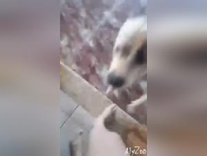 Dog sex videos: discover the best bestiality scenes