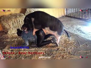 Sfida la tua morale: sesso animale erotico da Orizzonti di cinghiale