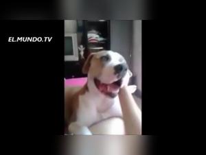 L'animale selvatico al centro della pulsione sessuale