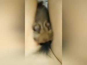 Exciting Sex Scene with an Asian and Her Dog