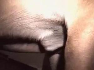 Sex videos with dogs: a unique experience