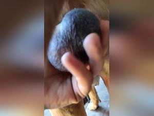 Discover the Pleasures of Zoophilia with a Naples Mastiff