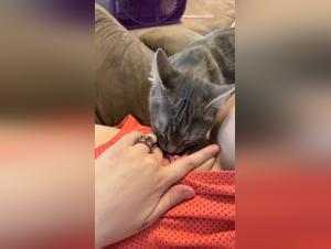 Beyond Zoology: Understanding Canine Connection