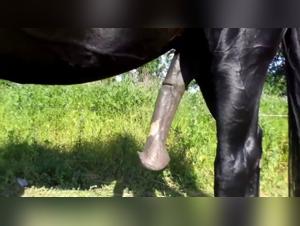 Discover the pleasures of bestiality with our horse sex video