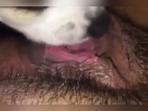 Extreme sex with an animal